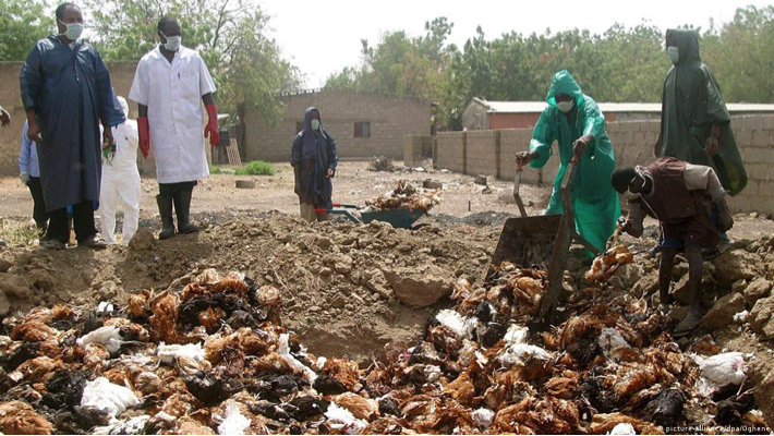 Bird flu outbreak hits Kaduna