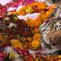 India bids farewell to ‘supermum’ tiger Collarwali