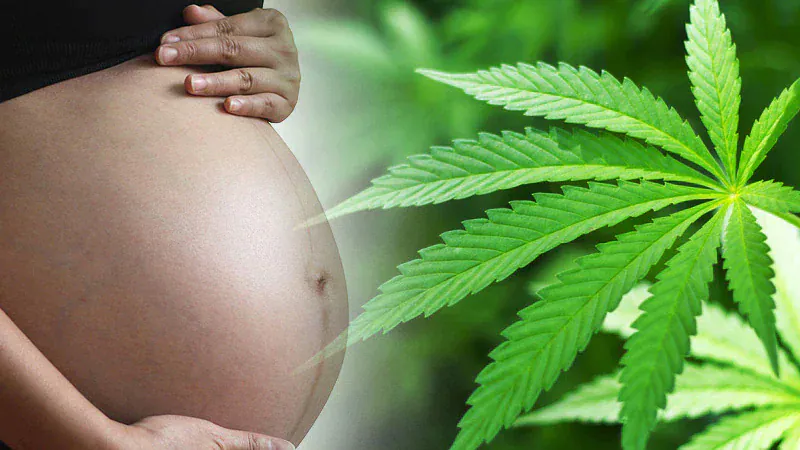 Marijuana Spend Real through Pregnancy Raised Threat of Opposed Neonatal Outcomes