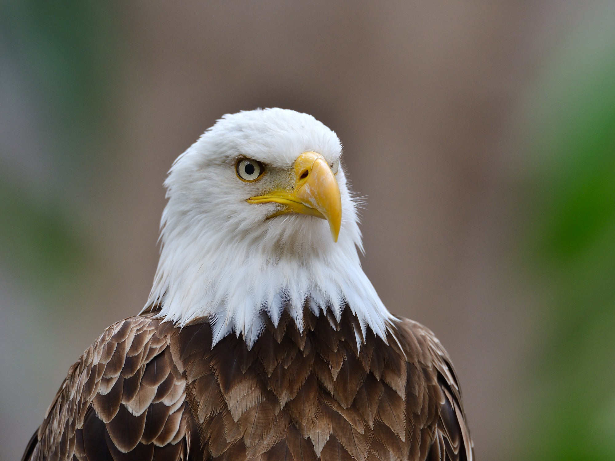 Why a wind strength company pled responsible to killing 100 safe eagles