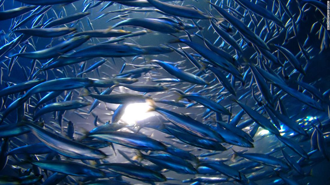 Cuando las anchoas se aparean, agitan el océano y estimulan un ecosistema saludable, según un estudio