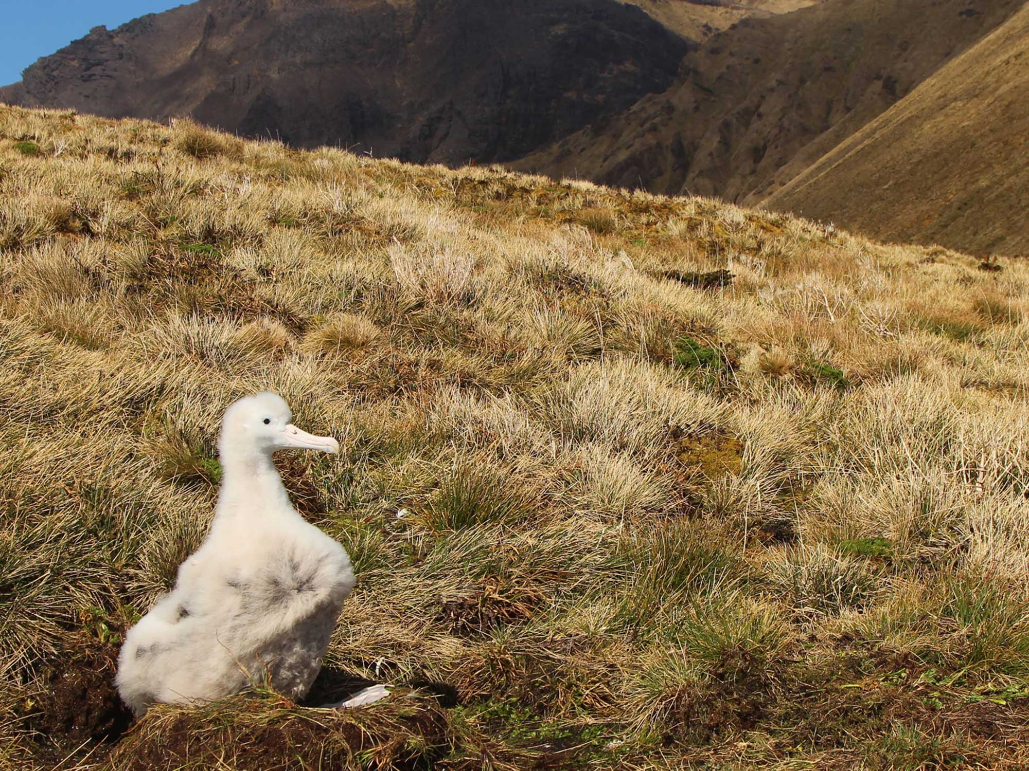 These critically endangered albatrosses are being stricken by mice