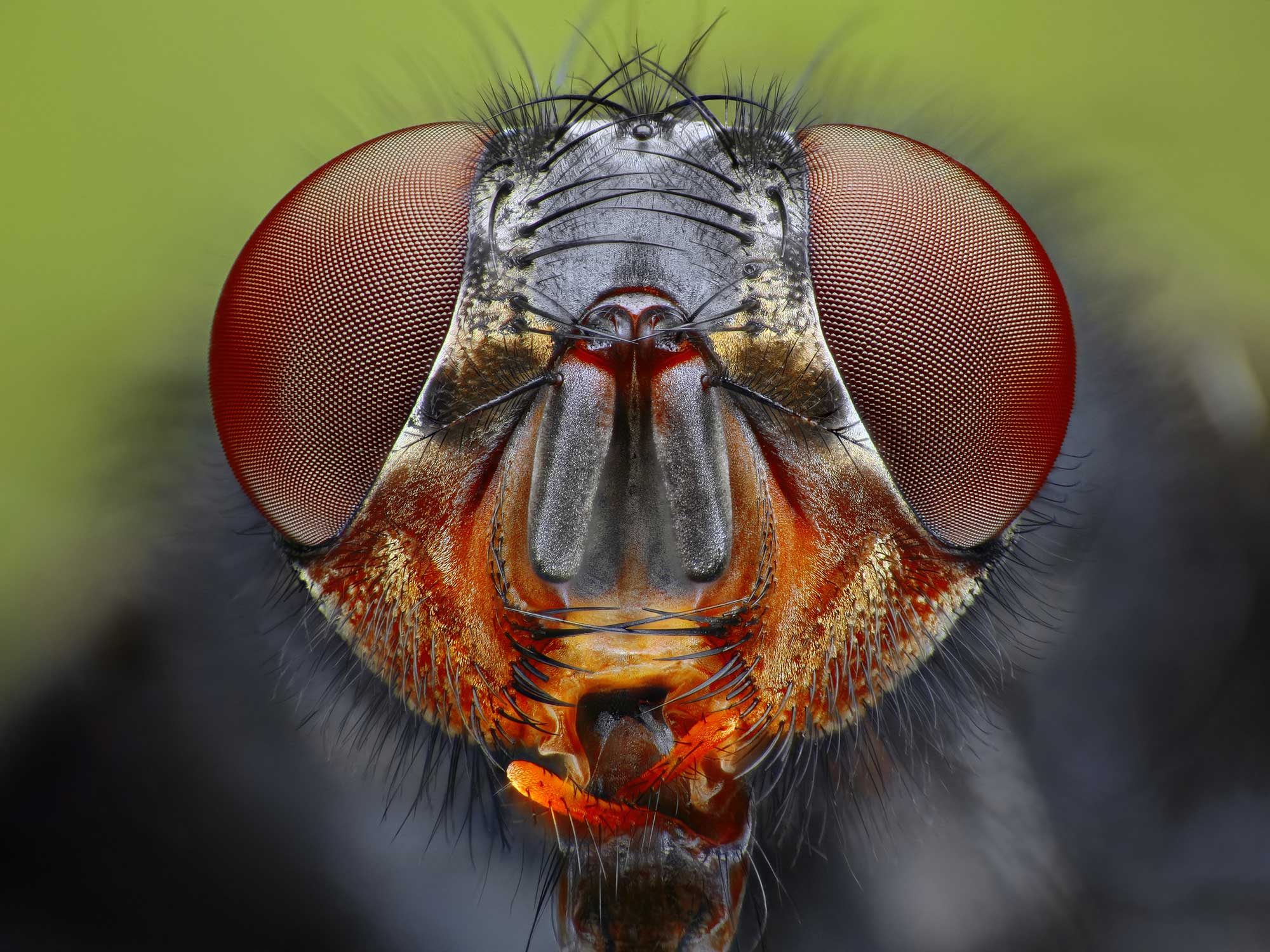 Why it’s so exhausting to swat flies, in response to science