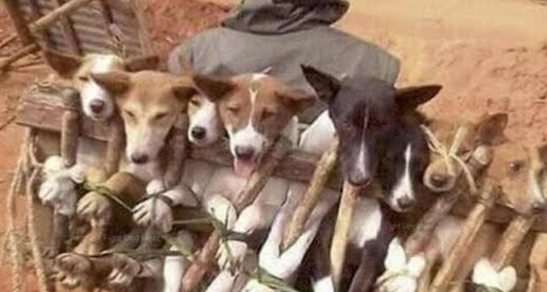 We vaccinated 5,000 canines in Bauchi: Official