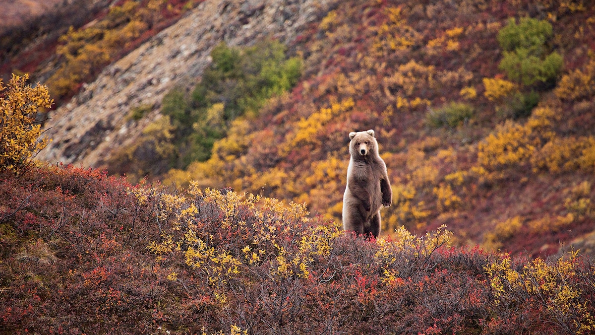 11 nationwide parks which have the most effective fall foliage