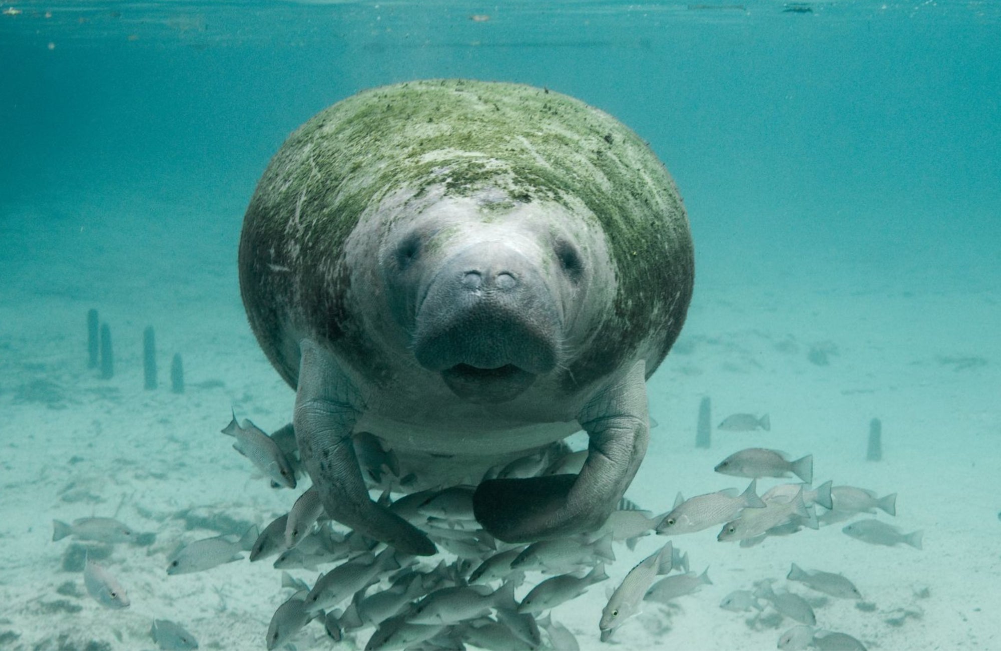 Florida’s aquatic animals put together early for storms like Hurricane Ian