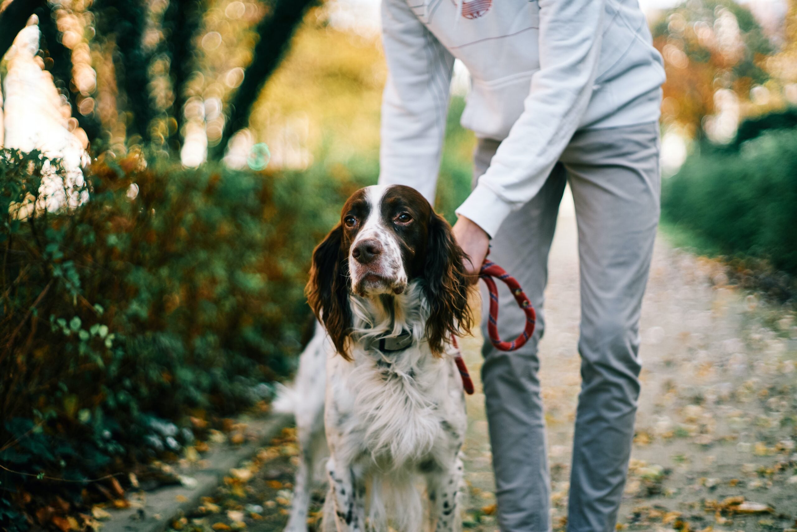 To make higher social robots, these scientists want to canine