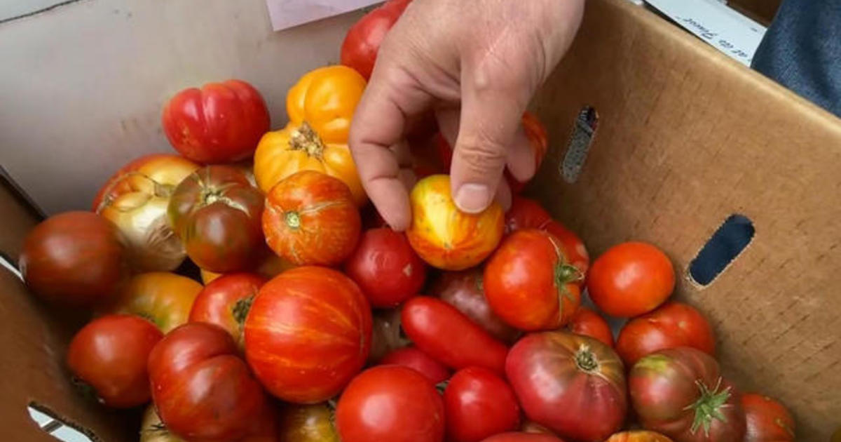 Rising temperatures affect California tomato crops