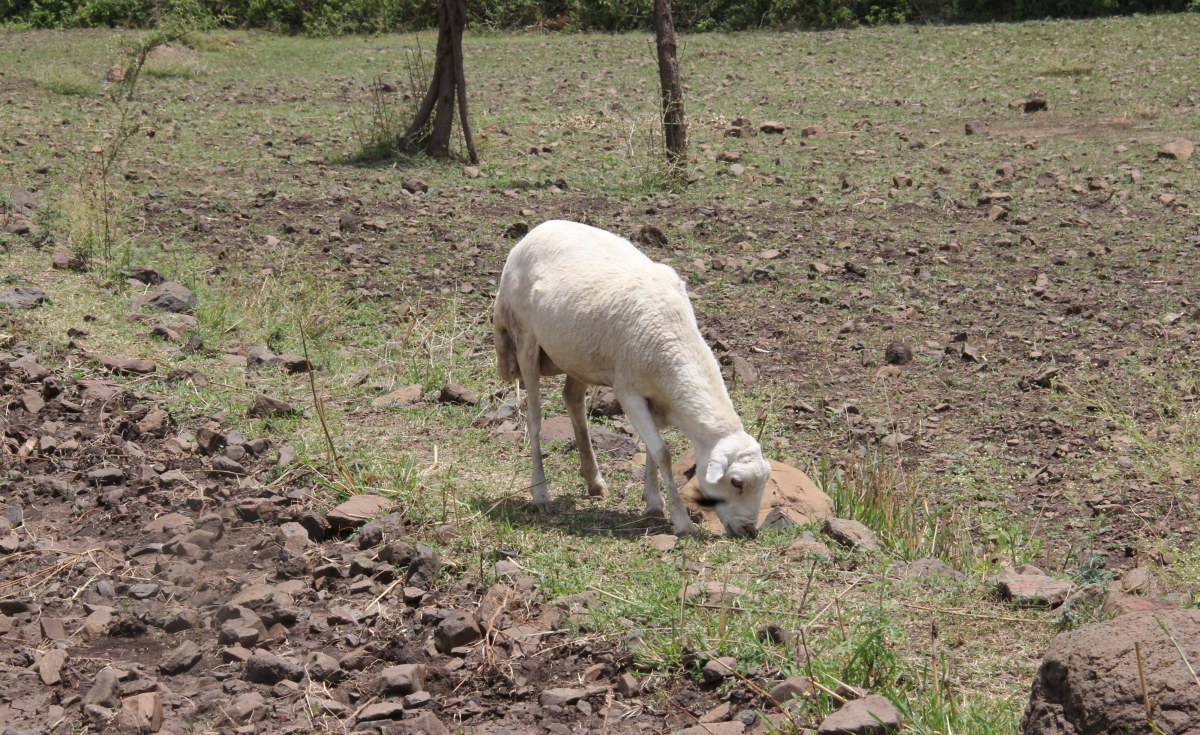 Africa: Addressing the Cow within the Room, Lowing for Vitamin and Livelihoods #AfricaClimateCrisis