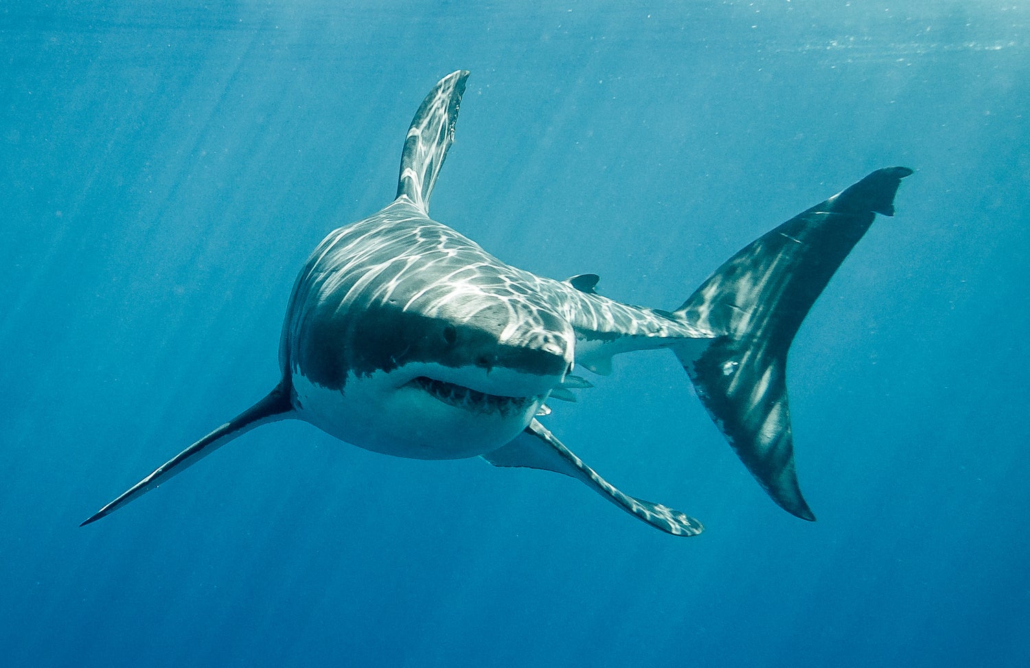 Watch what can occur when killer whales tangle with nice white sharks