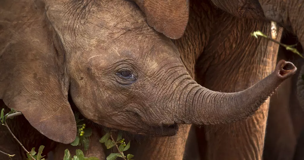Elephant calves battle to outlive amid Kenya’s worst drought in a long time