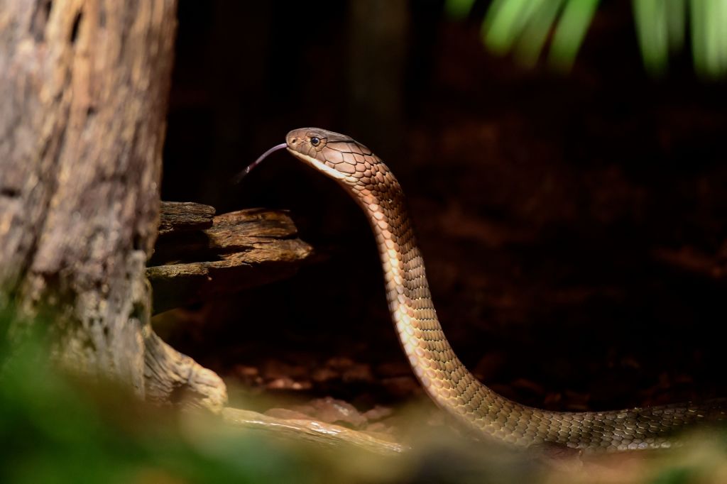 Toxic Cobra Killed After Being Bitten By 8-12 months-Previous Indian Boy: “I Bit It Exhausting Twice, It All Occurred In A Flash”