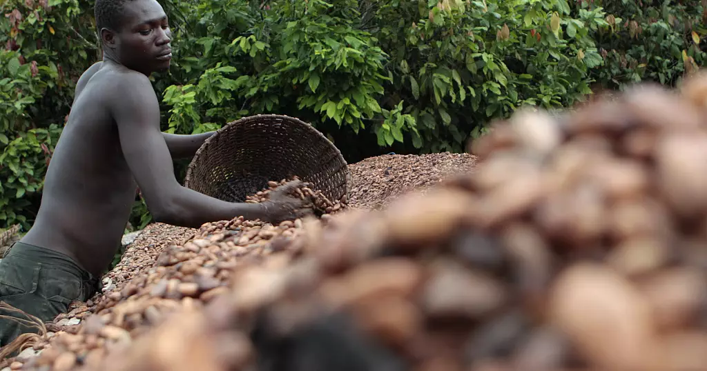Ivory Coast cocoa farmers concern unpredictable local weather to decrease crop yields