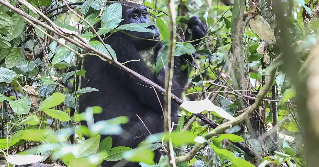 In DRC, combating complicate rangers entry to gorillas