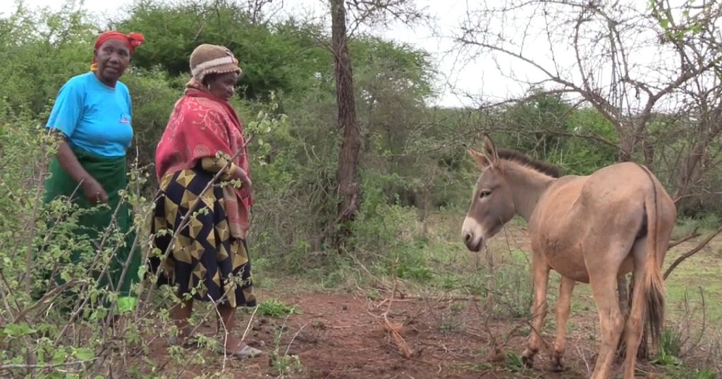 Donkeys in Kenya show to be a method of empowerment for rural girls