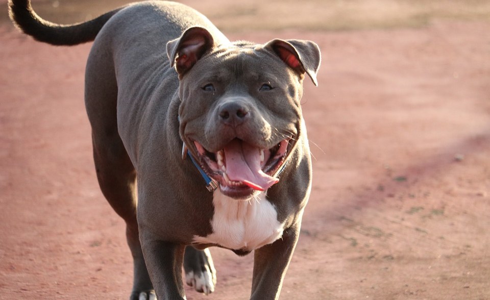 South Africa: We Cannot Deal with Flood of Surrendered Pit Bulls
