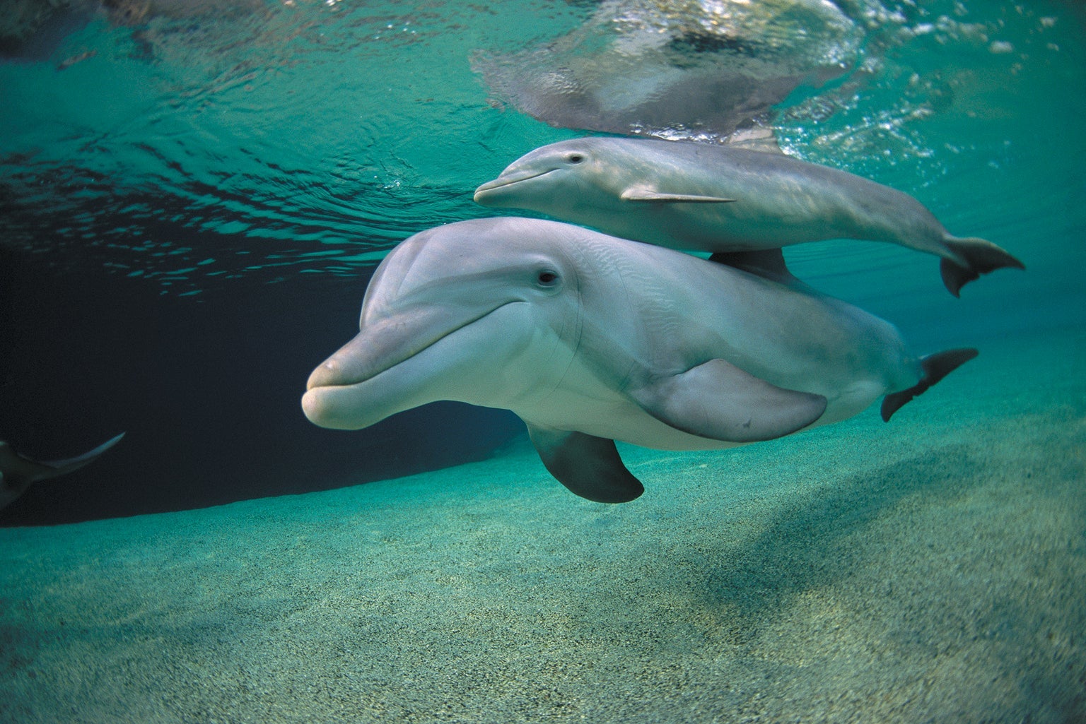 Dolphins Whistle Their Names with Complicated, Expressive Patterns
