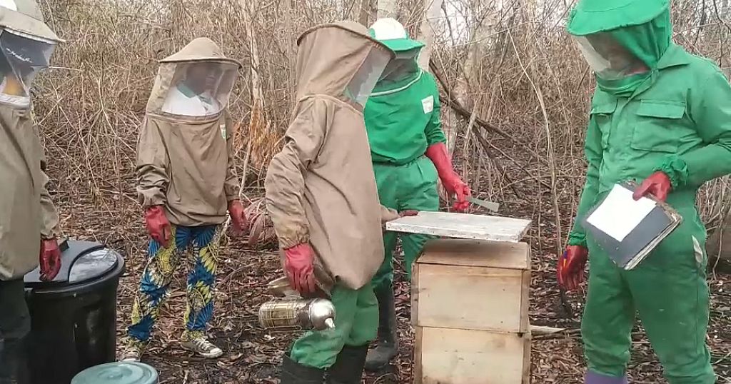 Beekeeping, a key useful resource for the forests of the Congo Basin