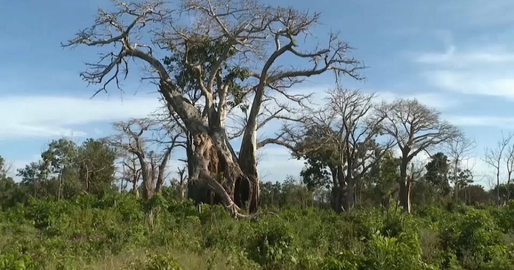 Kenya’s baobab timber face new threats