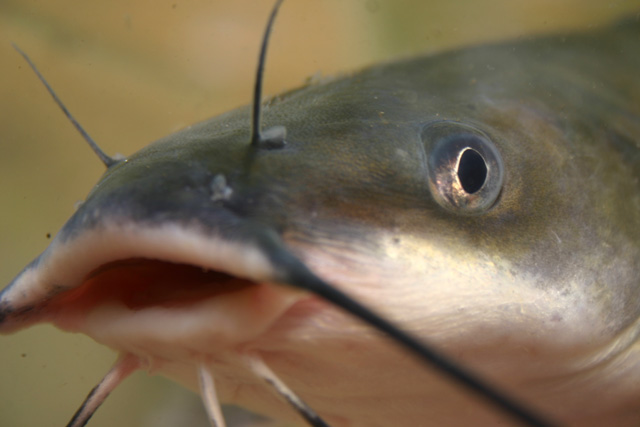 ‘Kwara leads in catfish manufacturing in Nigeria’