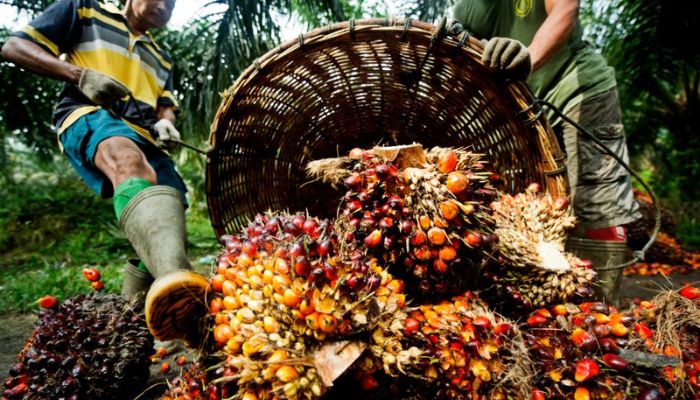 Lack of sustainability limits funds, markets for oil palm producers