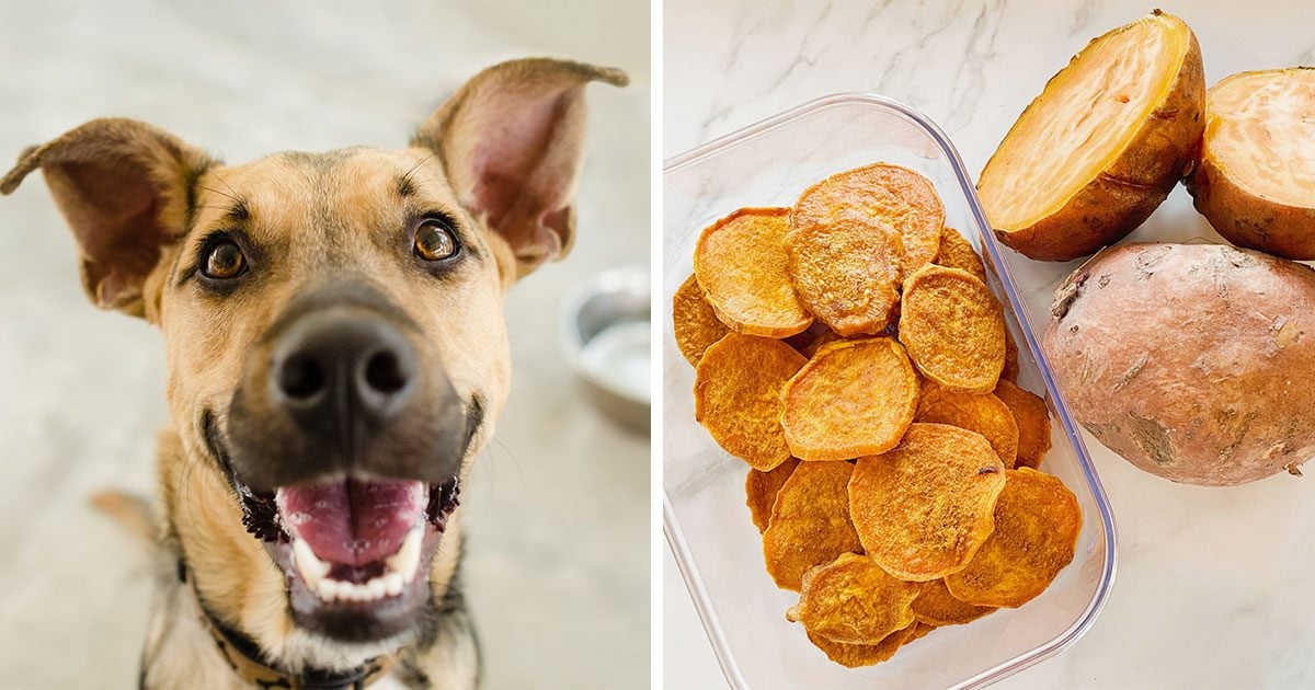 Tips on how to Make Home made Candy Potato Canine Treats
