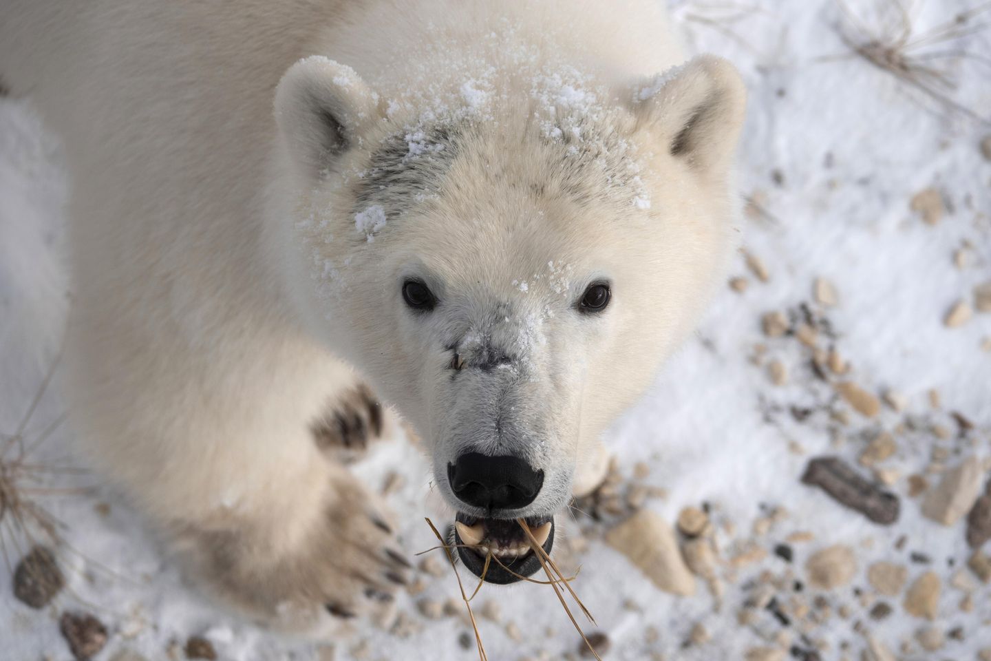 Polar bear assaults, kills two in Alaska