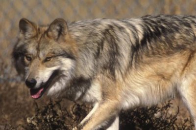 Some environmentalists criticize seize, relocation of Mexican grey wolf