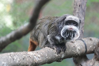 Two lacking tamarin monkeys present in closet of deserted house