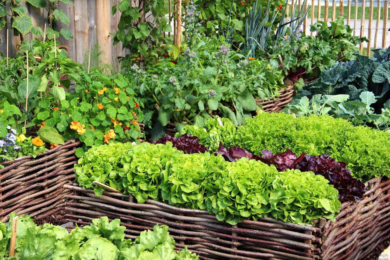 The place to Squeeze Extra Vegetation Right into a Busy Backyard