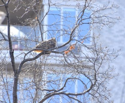 Owl escapes Central Park Zoo after his exhibit was vandalized