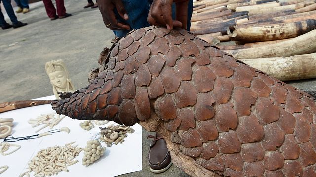 World Pangolin Day: Poaching, trafficking threaten African pangolins