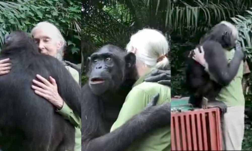 “You Can Really feel the Gratitude”: Glad Chimpanzee Rushes to Hug His Helper, Video Goes Viral on Instagram