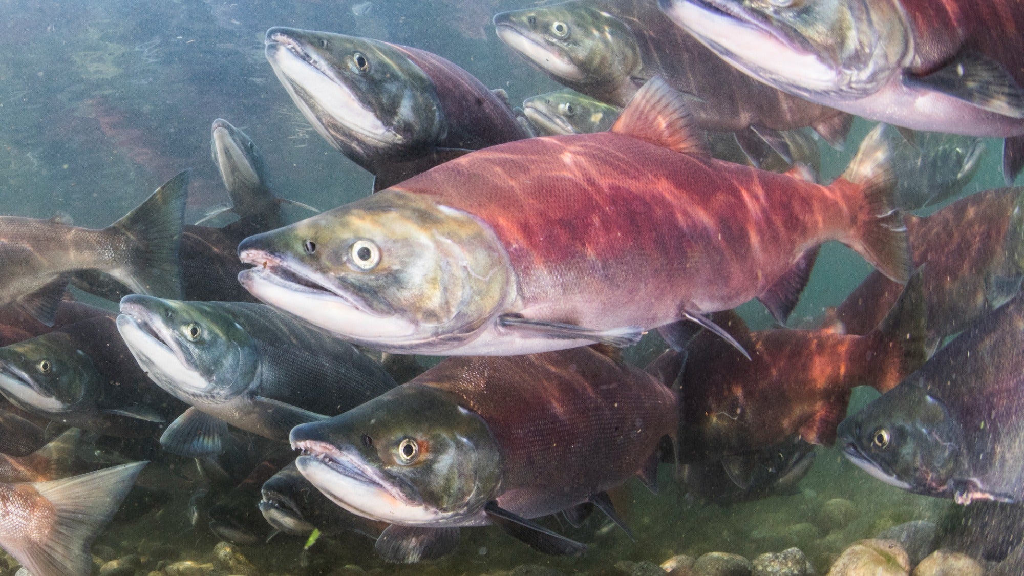 The UN’s first excessive seas treaty may assist dwindling Pacific salmon