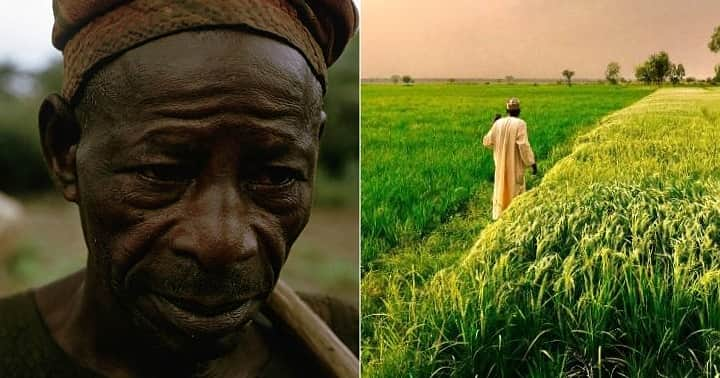 “The Agent Died”: Nigerian Man Unable to Hint His Land within the Village After Spending Years in Kaduna