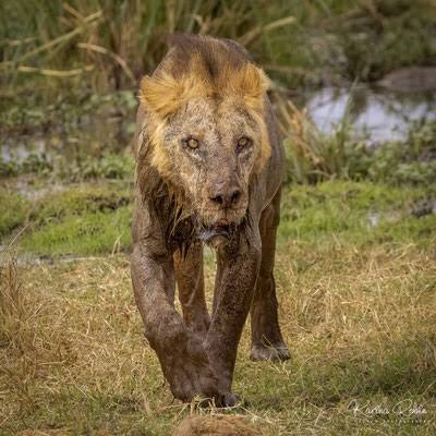 Africa’s oldest Wild lion aged 19 killed in Kenya