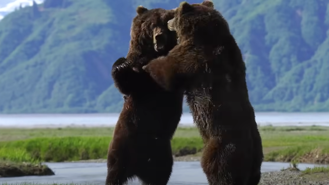 Watch as 2 male Alaskan grizzly bears struggle in an epic battle