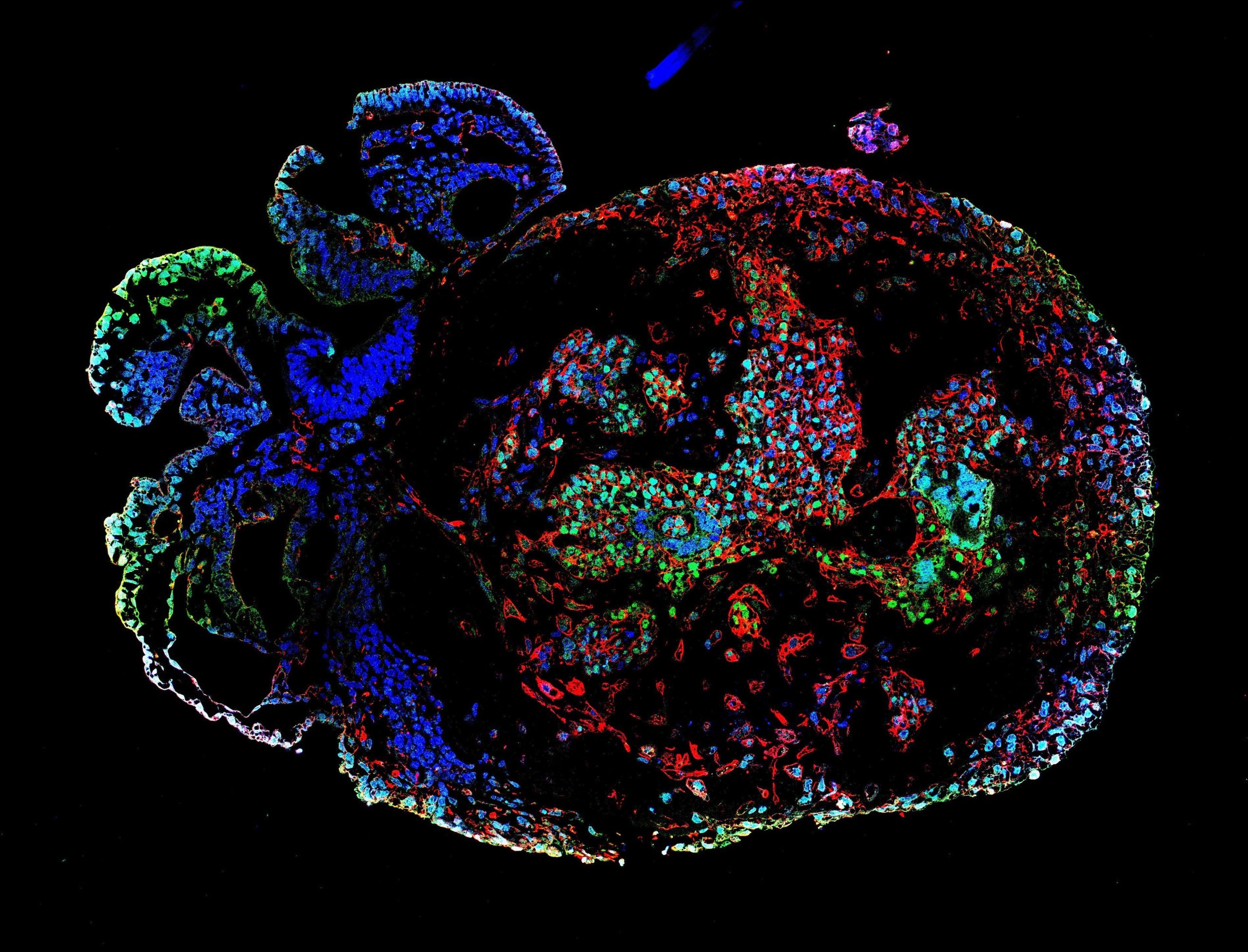 Lab-Grown Monkey Embryos Reveal in 3-D How Organs Start