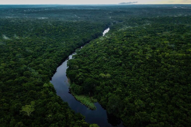 Unlawful settlements, looking and logging threaten a state reserve in Mexico