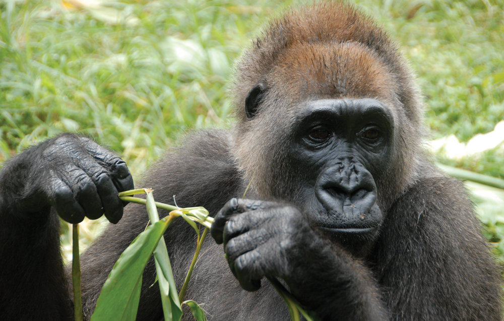 Cross River gorillas will enhance native tourism — Group