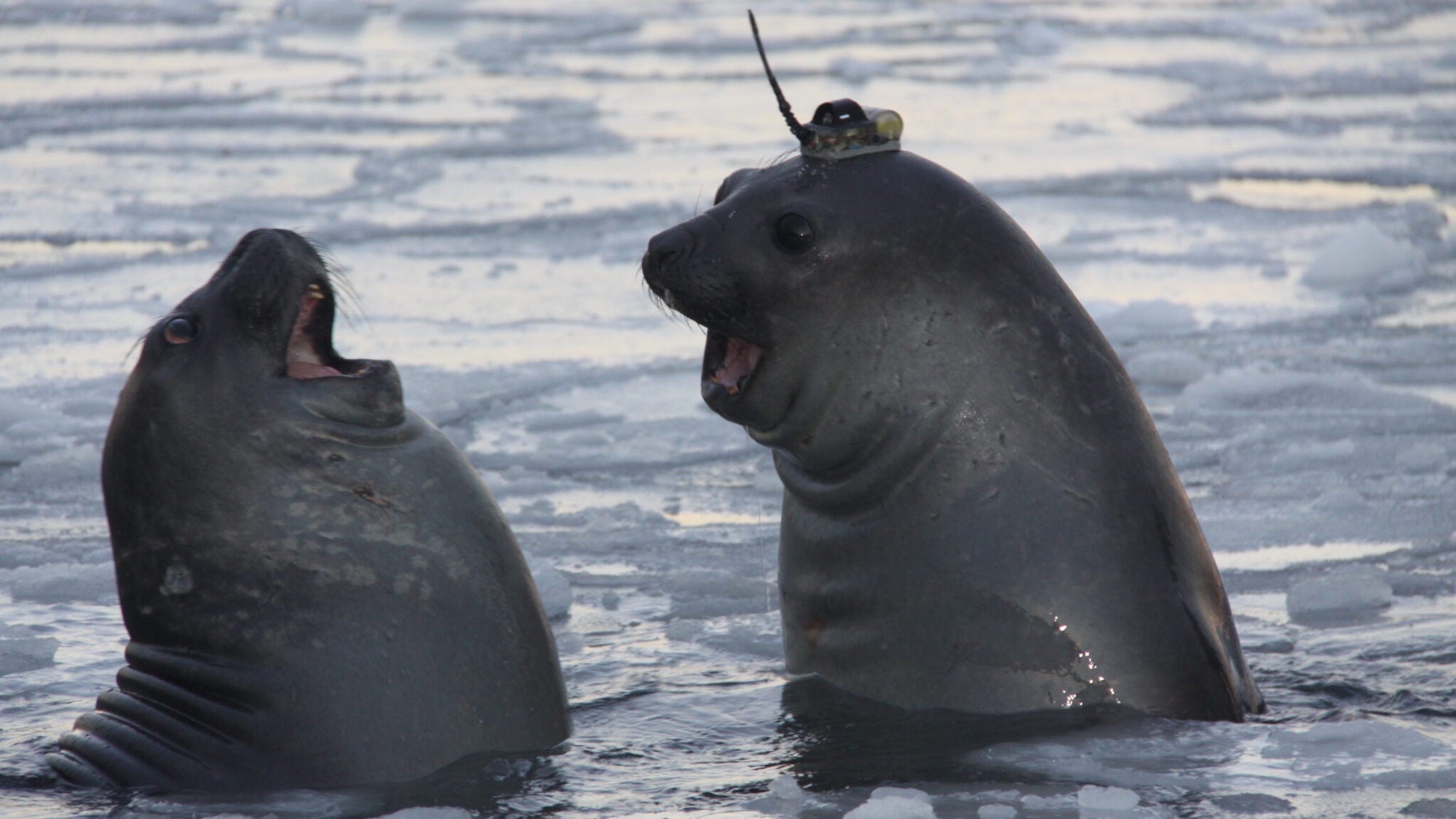 Seals with humorous hats are serving to map the Antarctic seascape