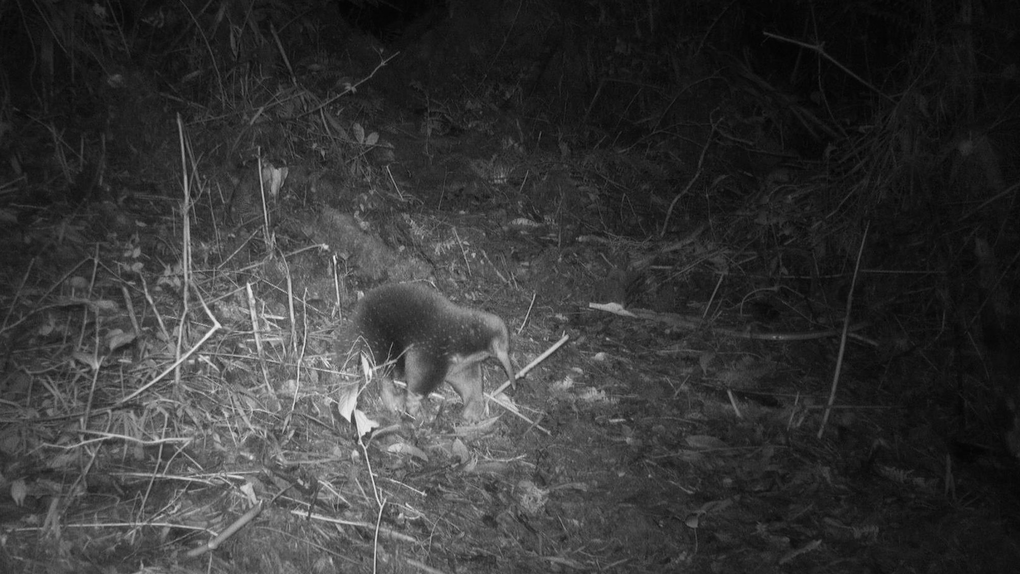 Elusive egg-laying mammal caught on digicam for the primary time