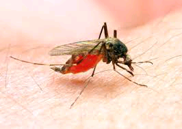 One other African nation eliminates malaria -WHO