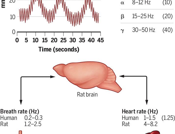 Arterial pulses hyperlink heart-brain oscillations | Science