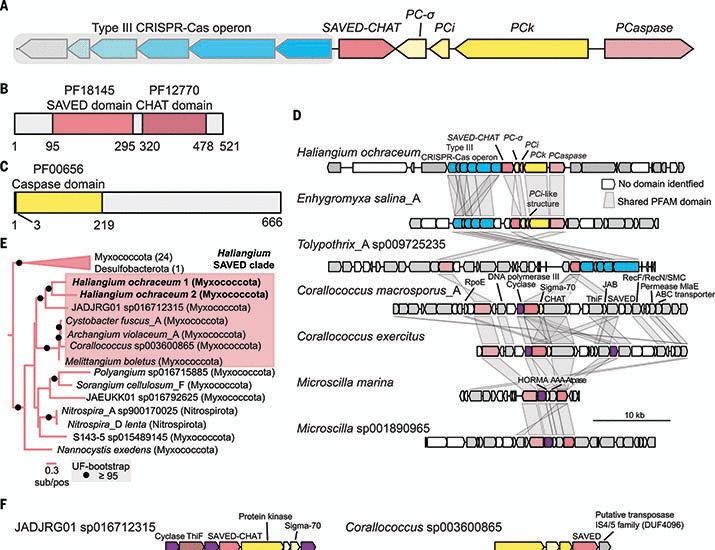 Kind III-B CRISPR-Cas cascade of proteolytic cleavages | Science