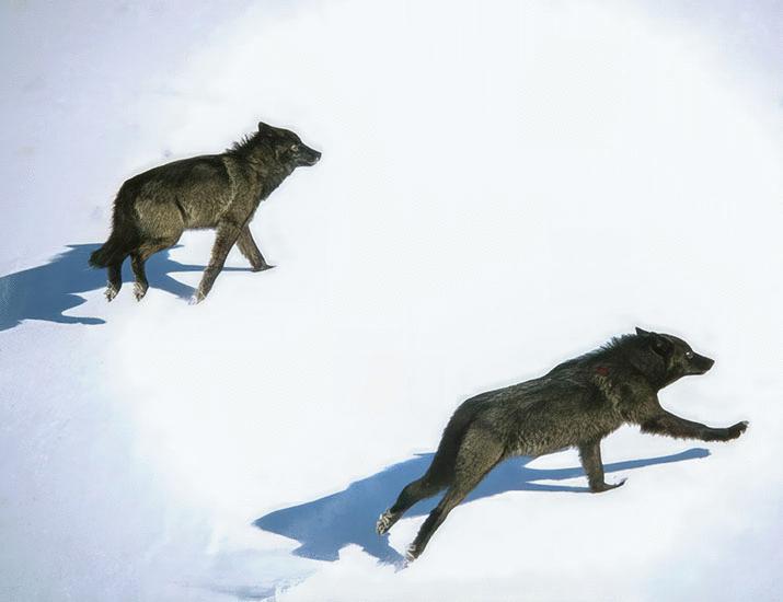 Canada wolf cull subsidy damages caribou habitat | Science