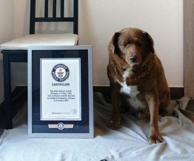 Guinness World Data revokes title for oldest canine ever