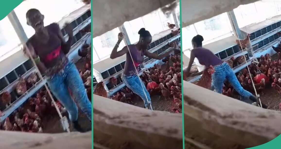 Woman caught performing for rooster in poultry, video goes viral on-line