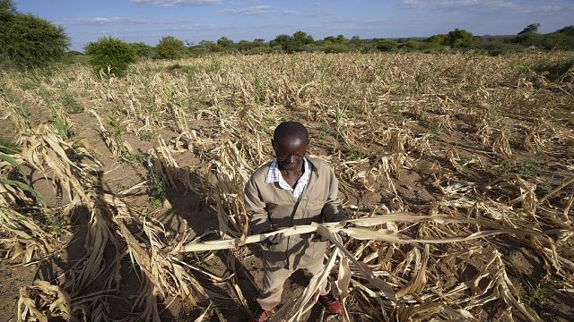 Extreme drought and famine in southern Africa leaves some 20 million going through starvation