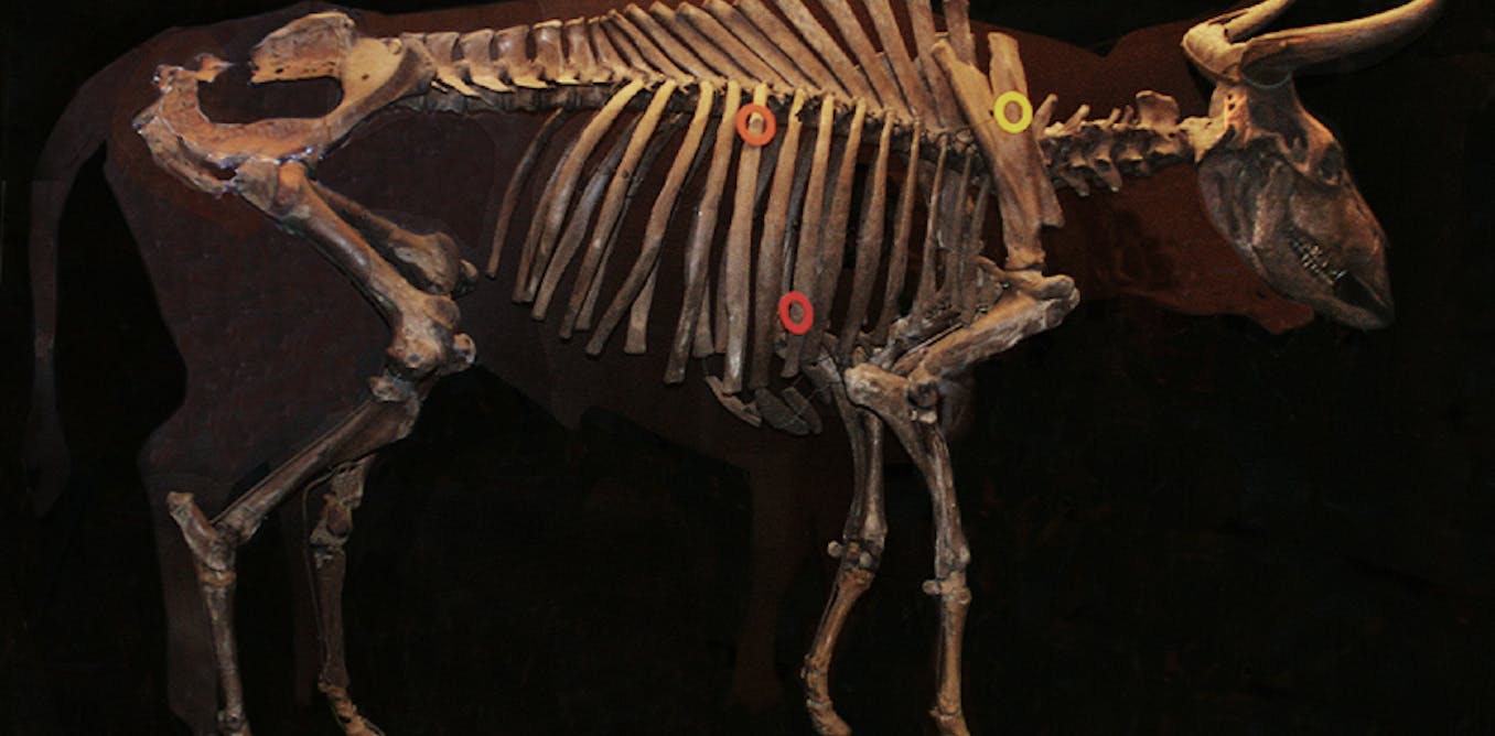 The search to revive extinct Aurochs to revive historical lands